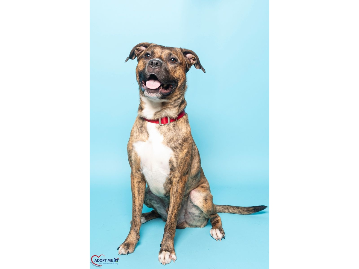 Whiskey is a three-year-old dog who loves people and seems to get along with other dogs.