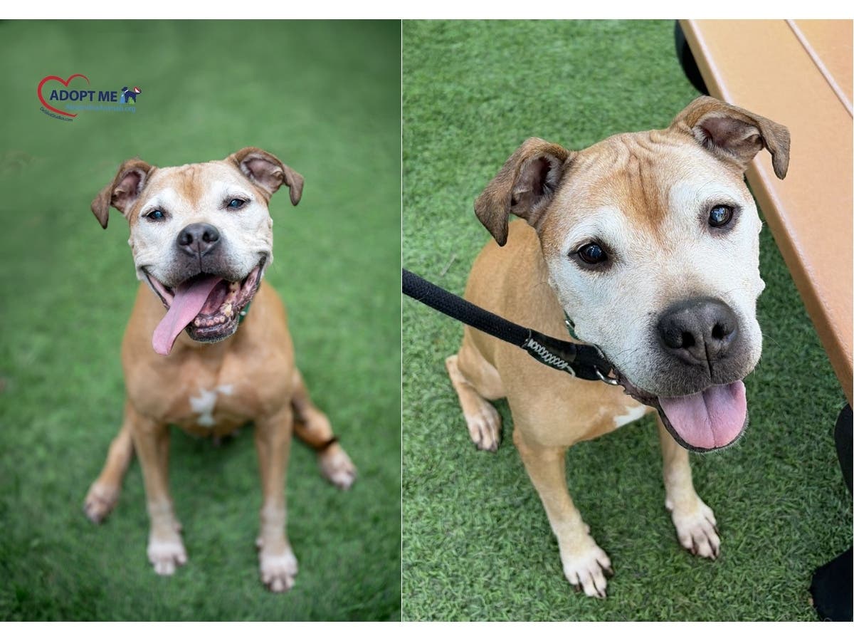 This eight-year-old lady is looking for a new friend and a soft couch. 