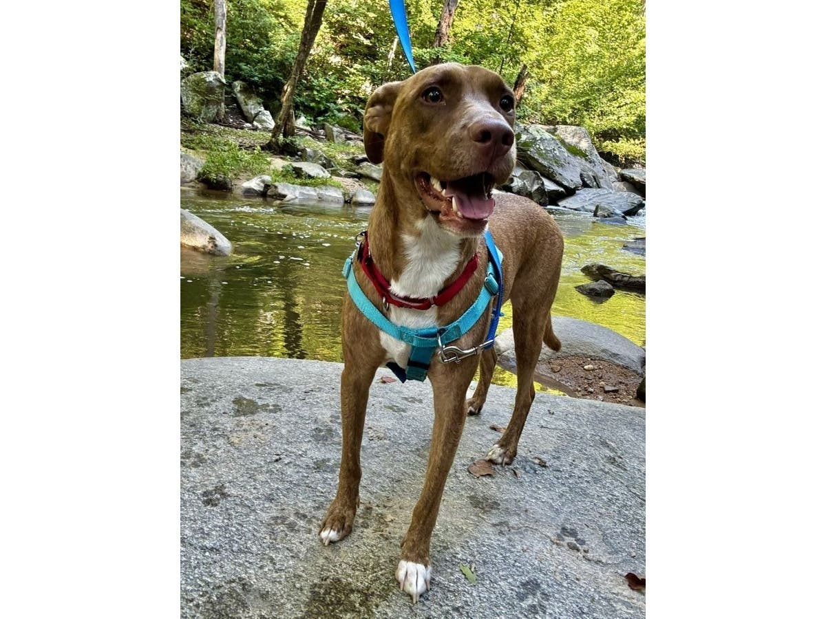 Sweet Jackson is available for adoption from the AWLA. 