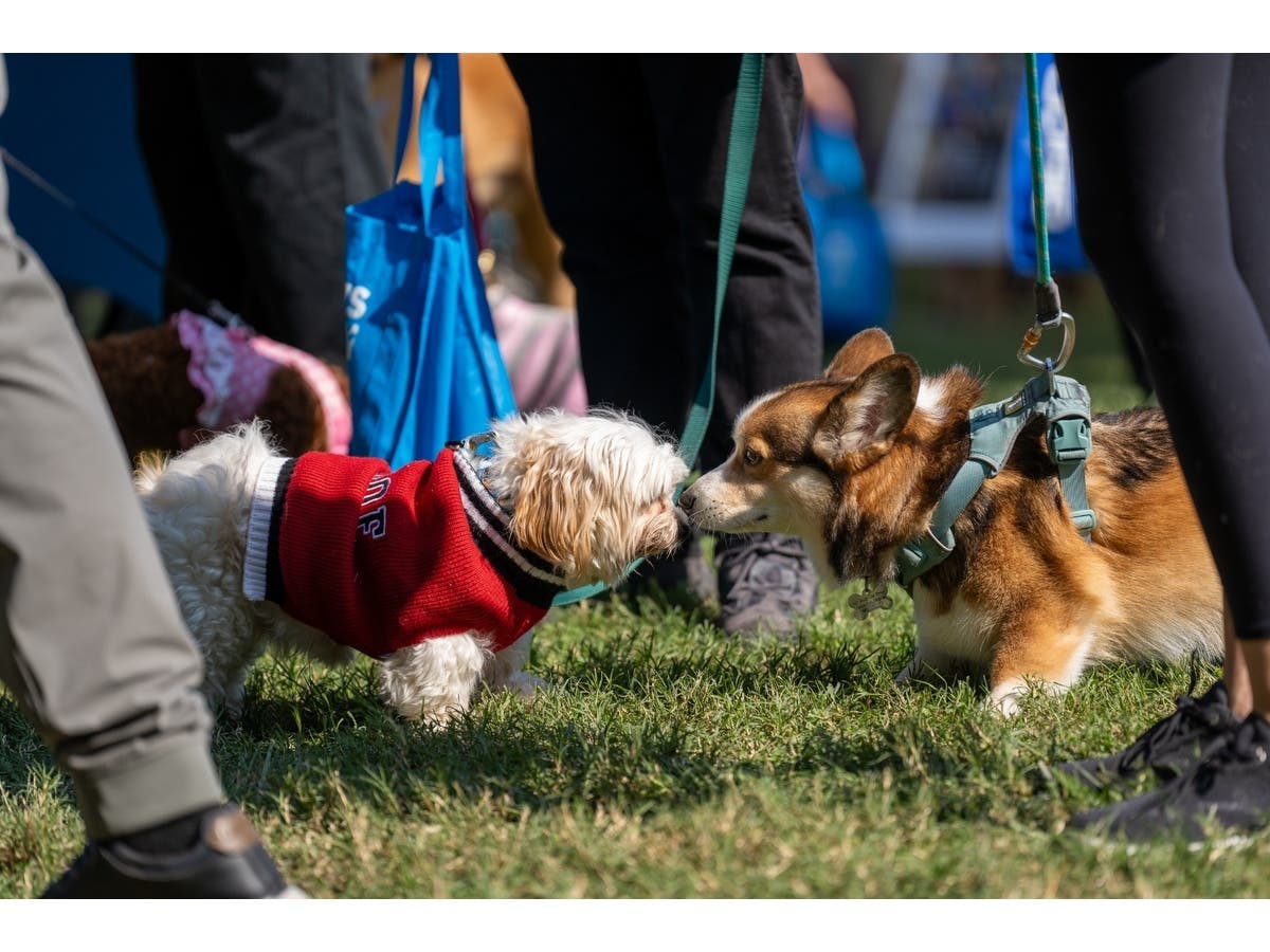 The AWLA was founded in 1946 and cares for more than 2,000 animals a year, it says. 