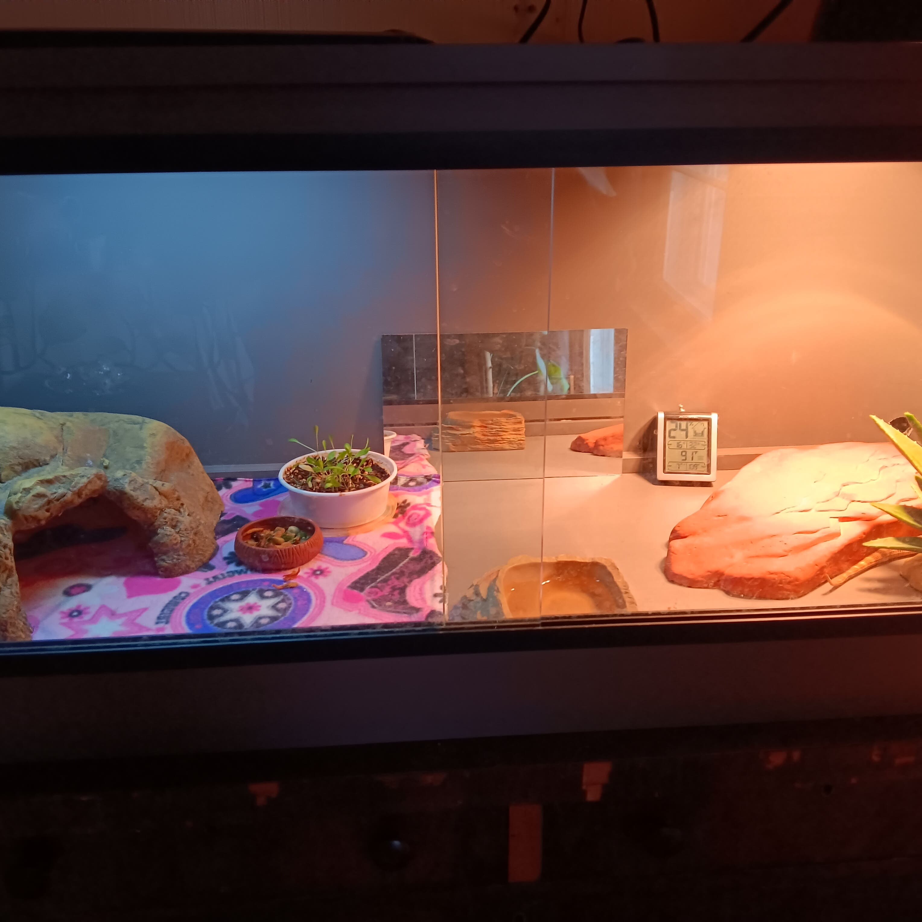Small bearded dragon housing 