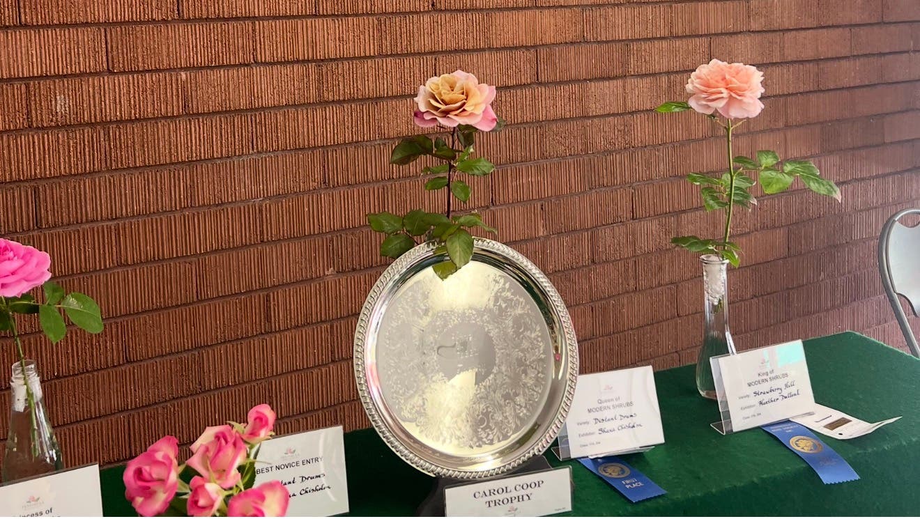  Exhibiting Award Winning Roses - 