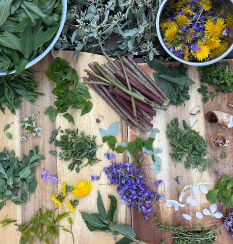 Foraging & Fermenting Class at Dudley Farm with CT Foraging Club