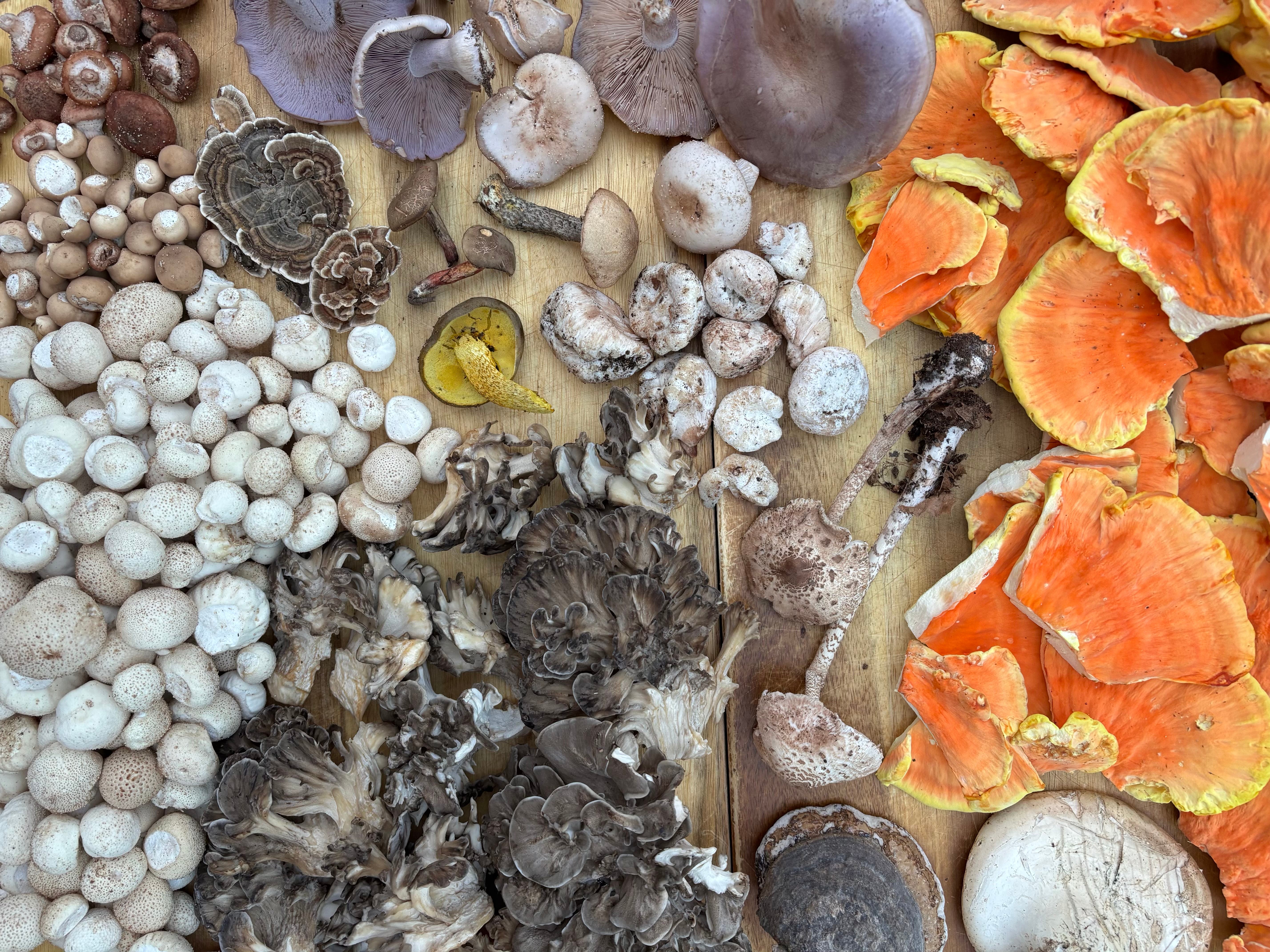 Foraging & Cooking with Wild Foods Class at Dudley Farm