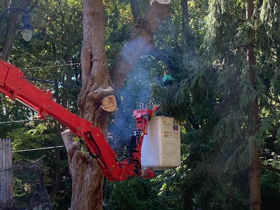 Safe & Affordable Tree Removal Service by Skilled Experts