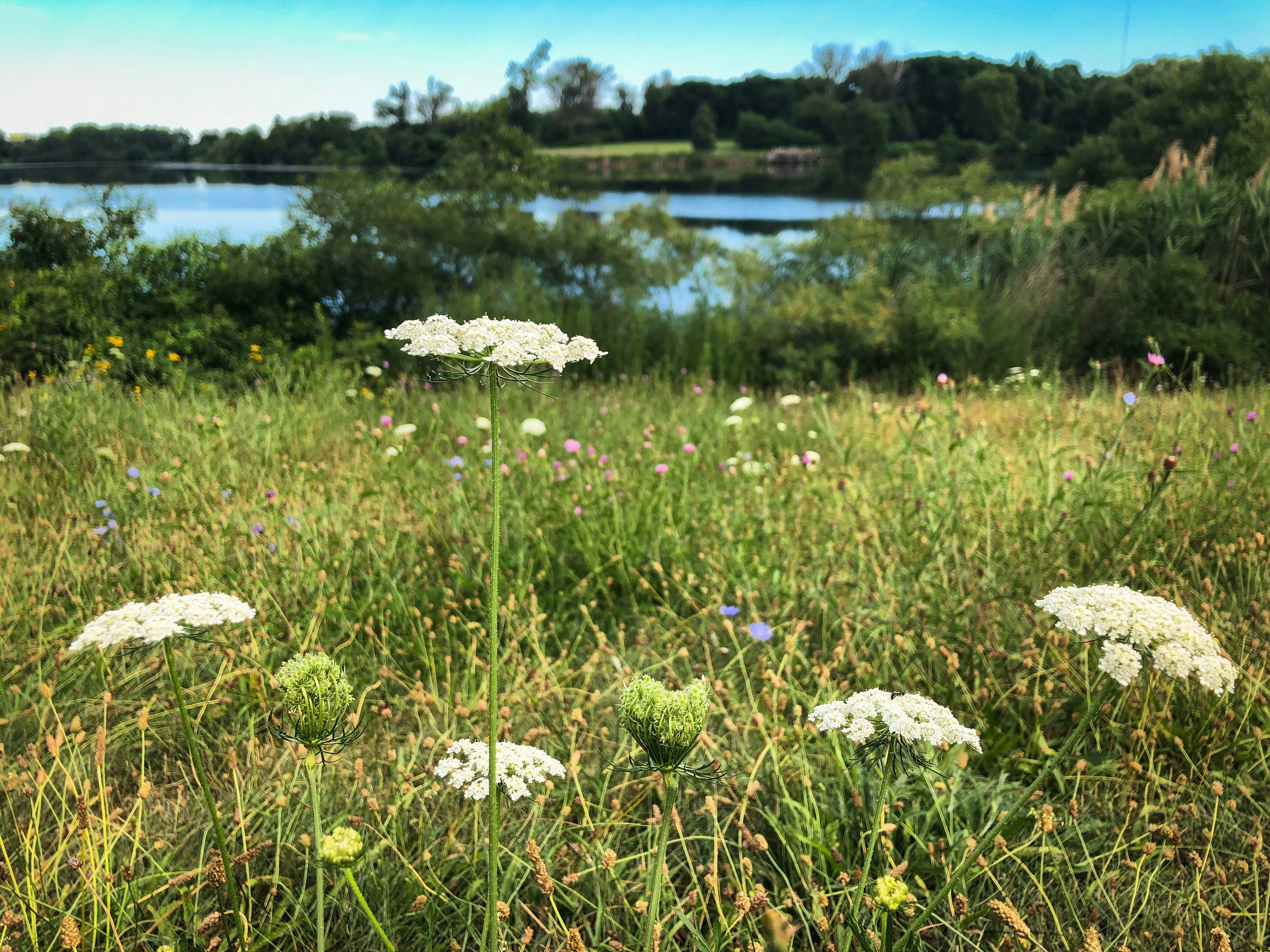 Rethinking Lawns