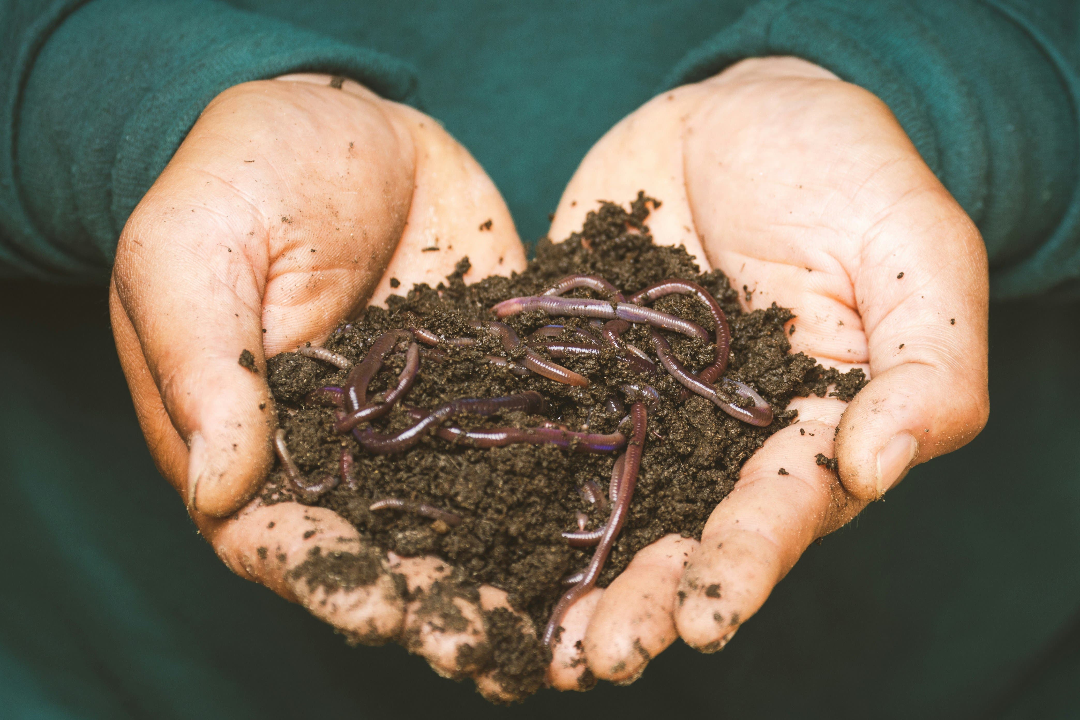 DIY Worm Farm