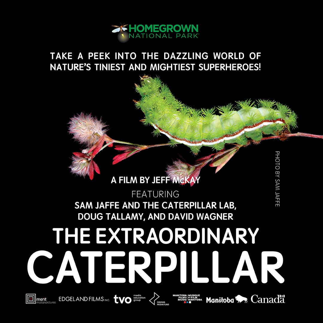 Free Screening: The Extraordinary Caterpillar