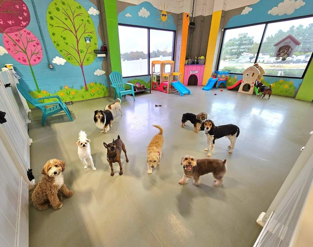 Small Dog Only Boarding, Daycare, & Grooming