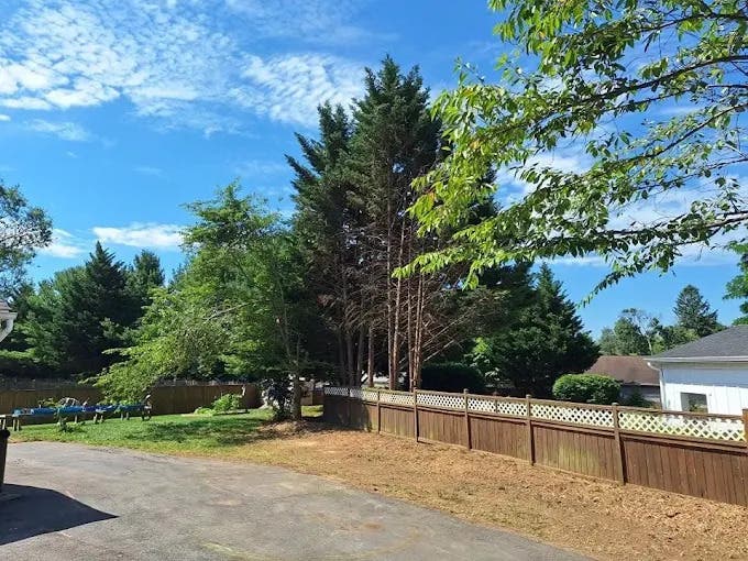 Common Tree Diseases in Culpeper Yards