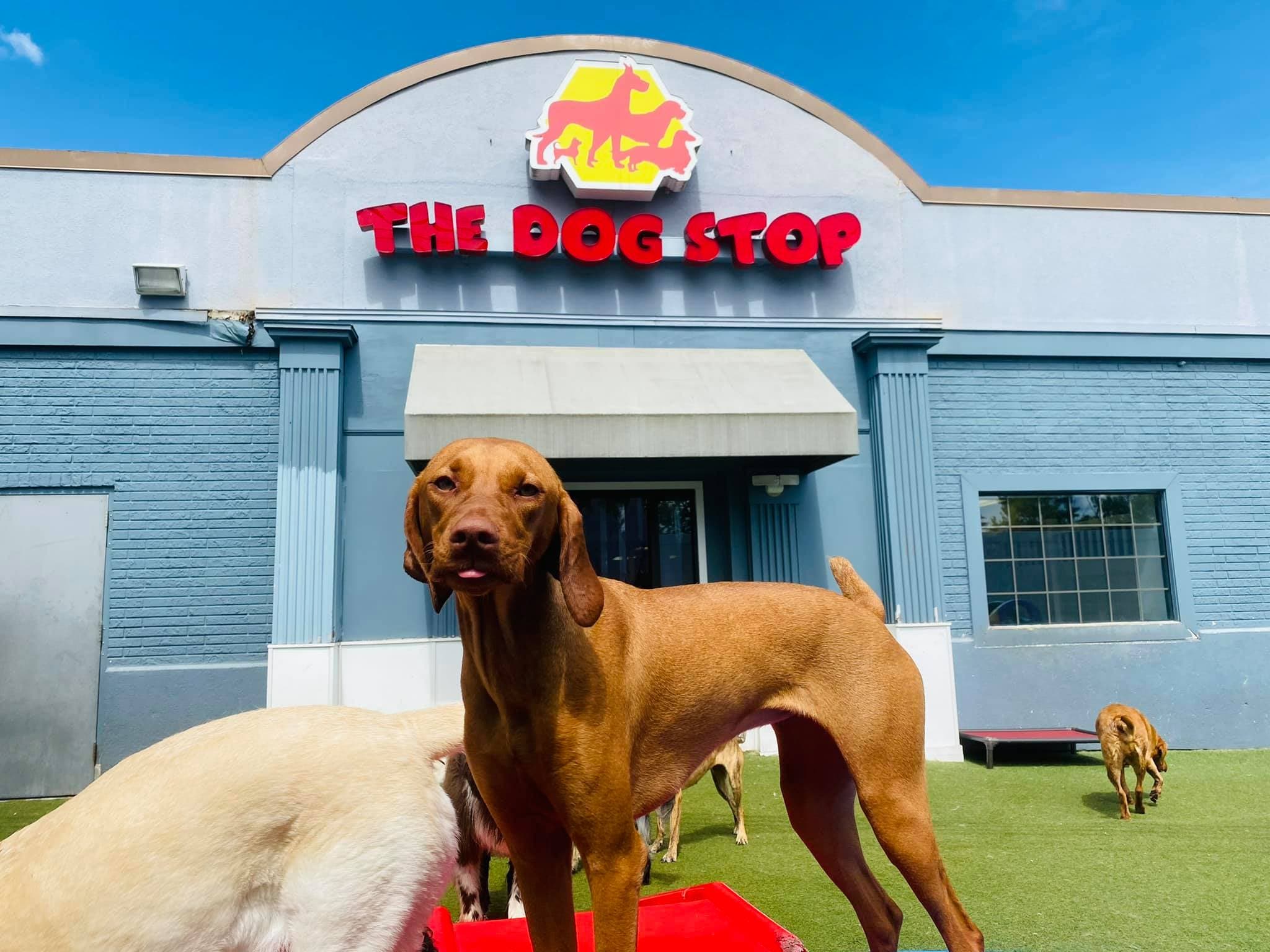 The Dog Stop Brings Together Pittsburgh Businesses for Citywide Draft Week Campaign