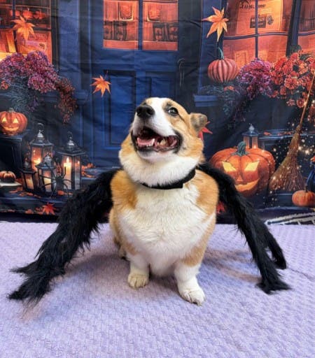 Skiptown Denver Hosts BOO-nanza Halloween Celebration for Dogs and Their Owners