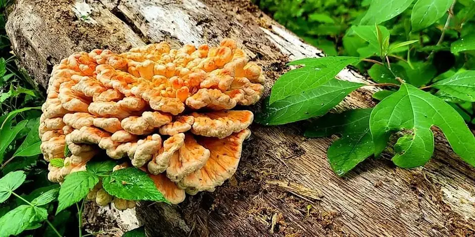 Eat the Neighborhood: Foraging Tour & Dinner