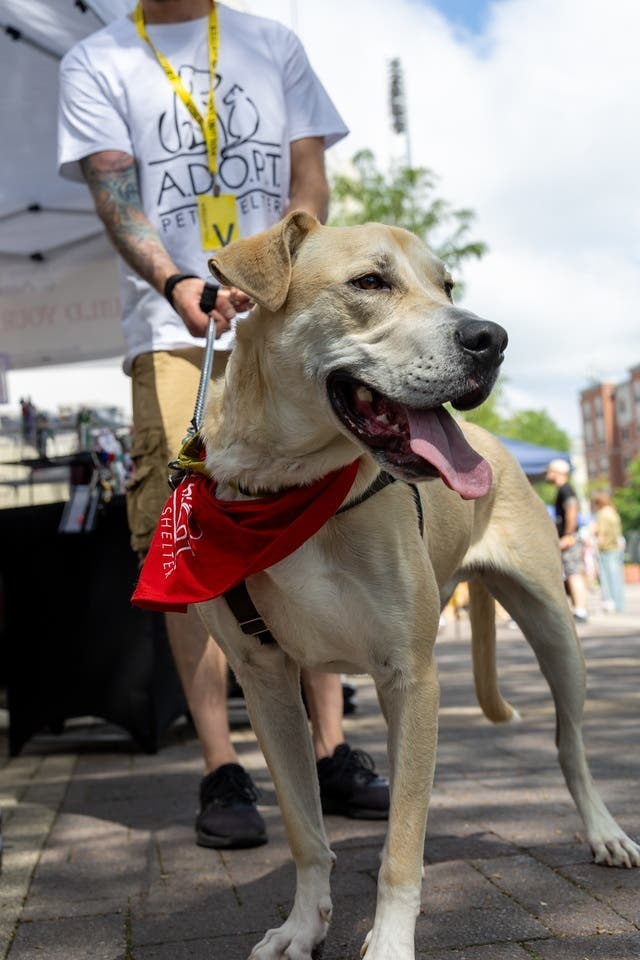 A.D.O.P.T. Pet Shelter's Annual Makin' Strides for Strays