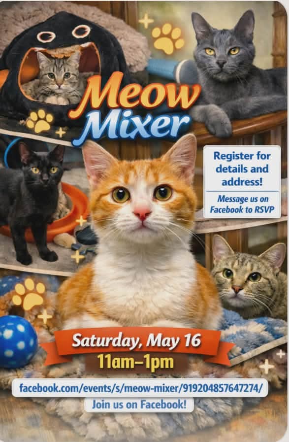 Meow Mixer