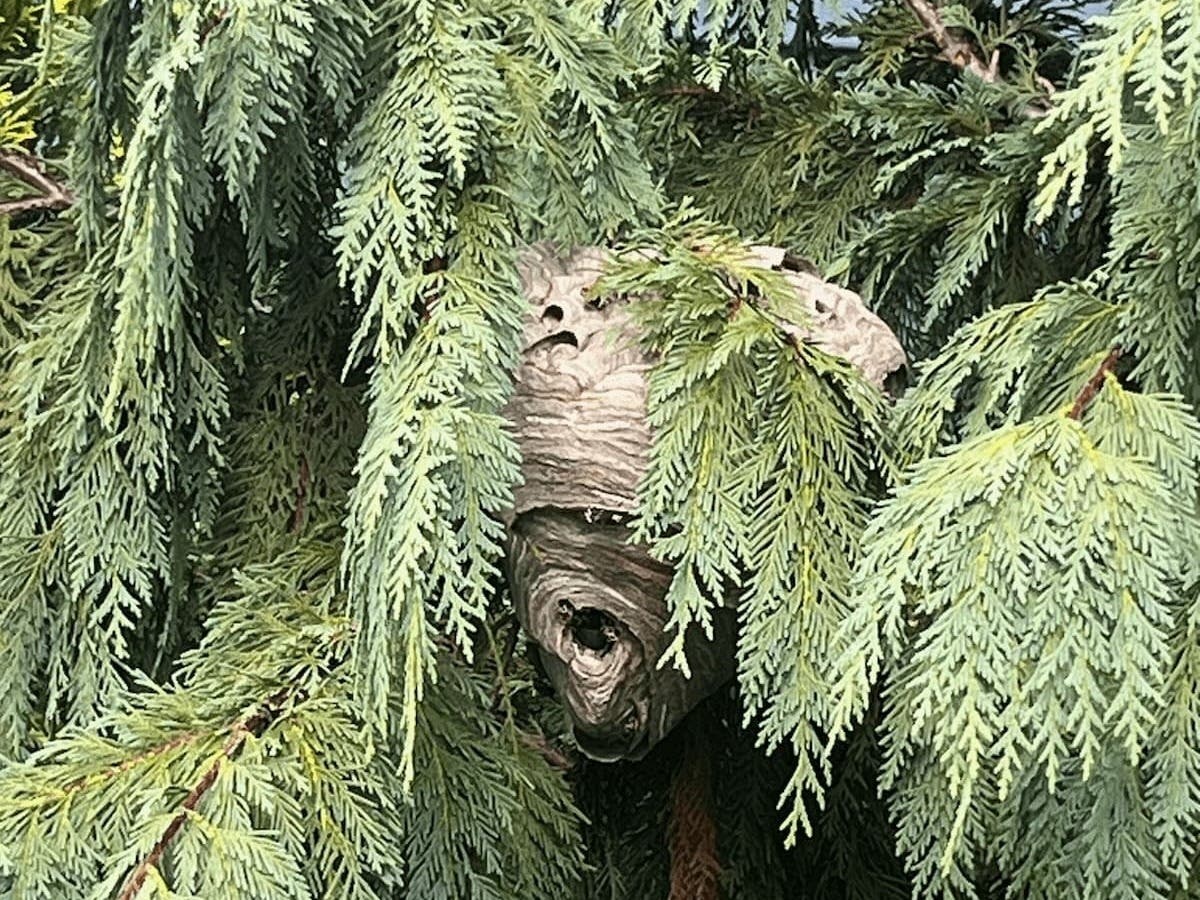 A bald-faced hornet nest tucked into an arborvitae in Piscataway, NJ. Nests like this one are still small enough now to remove safely — by August, they can grow to the size of a basketball.
