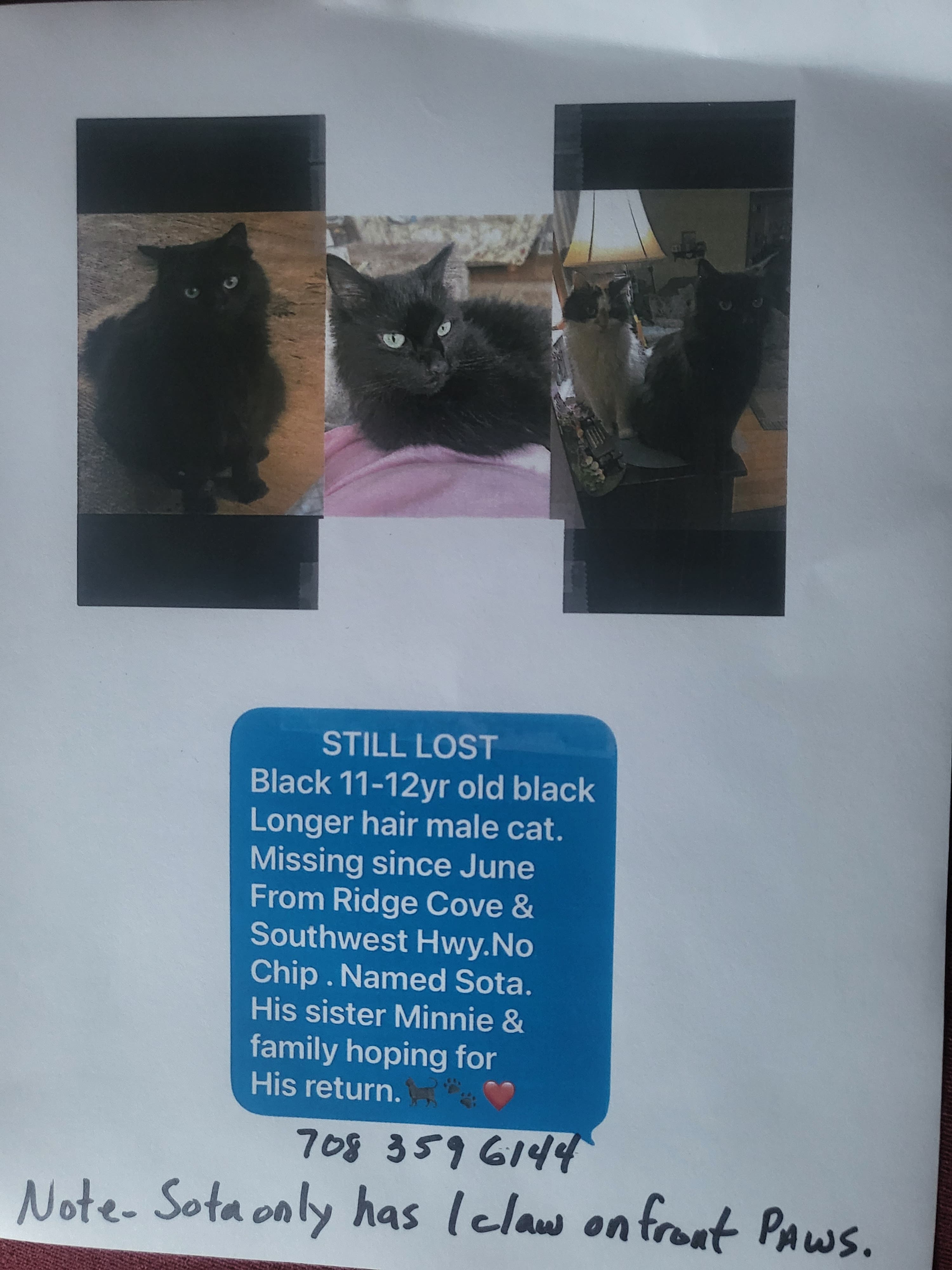 Lost Black Cat June 2/ Southwest Highway & Virginia 