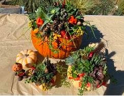 Get ready for Fall! Succulent pumpkins!