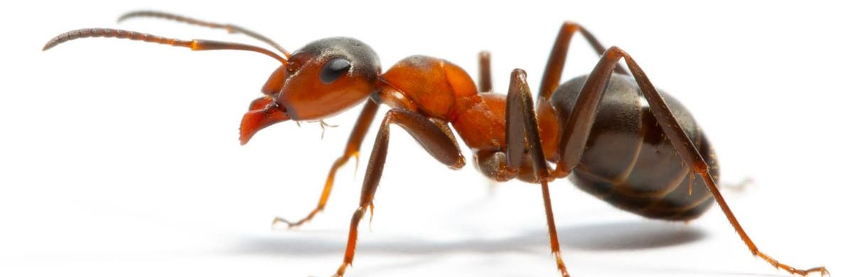 Bull's Eye Pest Control