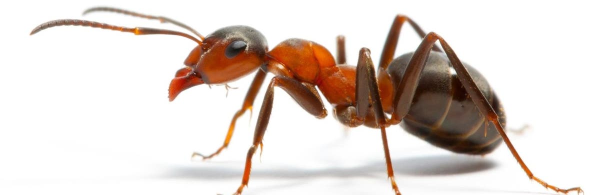 Bull's Eye Pest Control