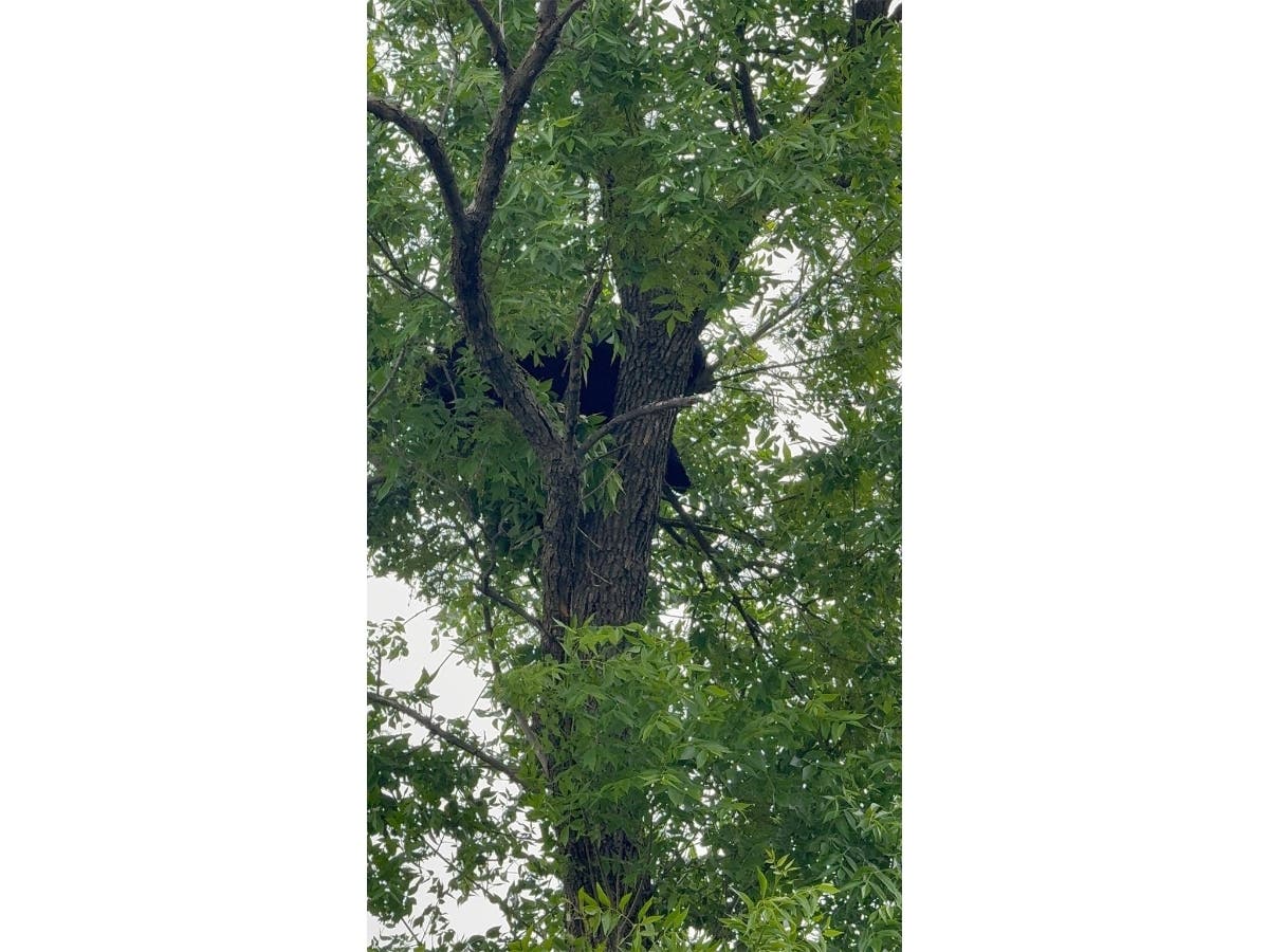 Officials have announced the bear in Elizabeth has been safely relocated