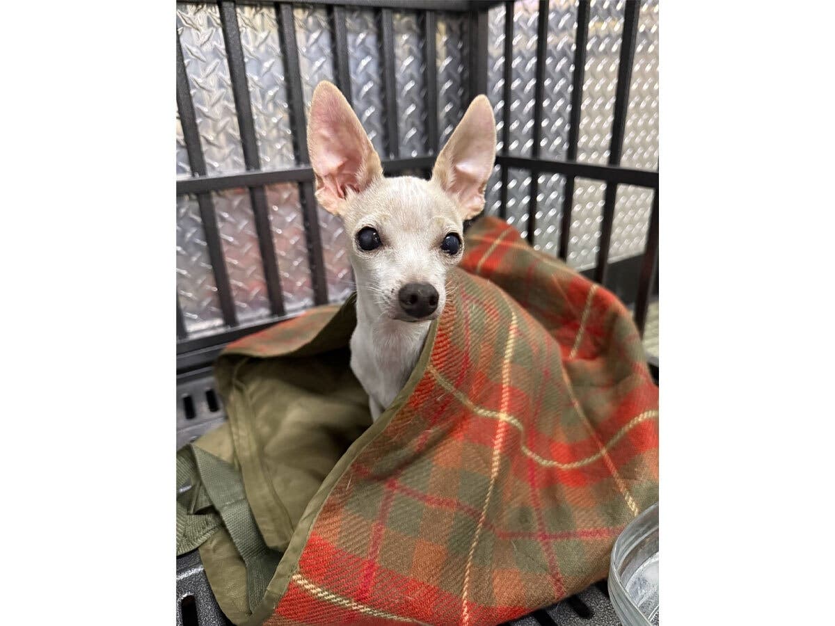 Police are searching for the owner of a lost dog.