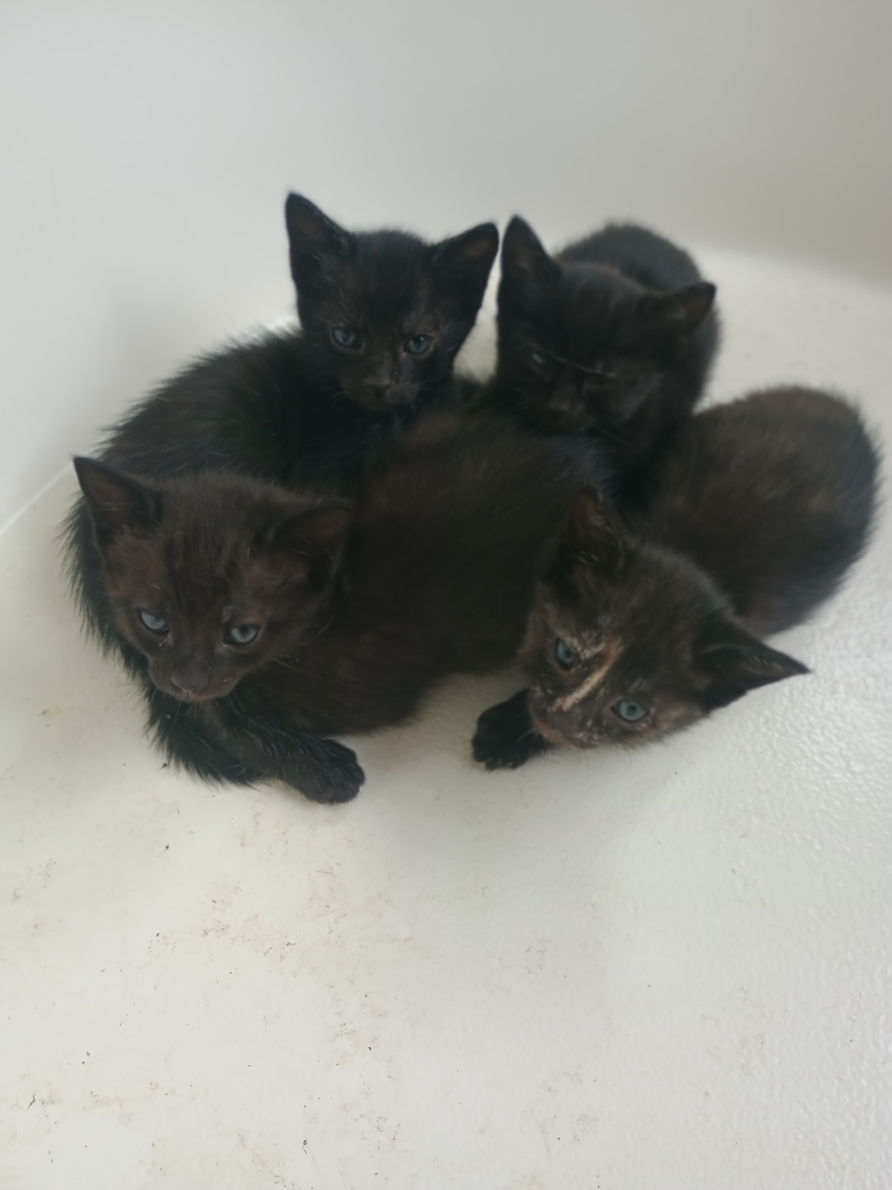 Kittens, black, male and female. Currently approaching 7 weeks old.