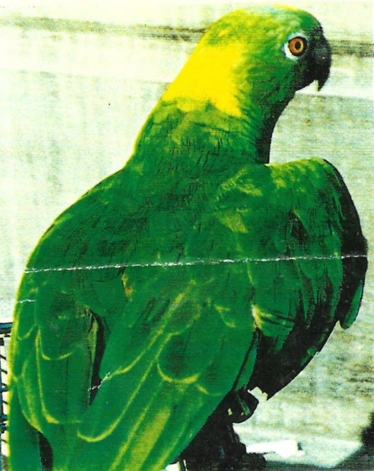 Have you seen Buster Birdie?