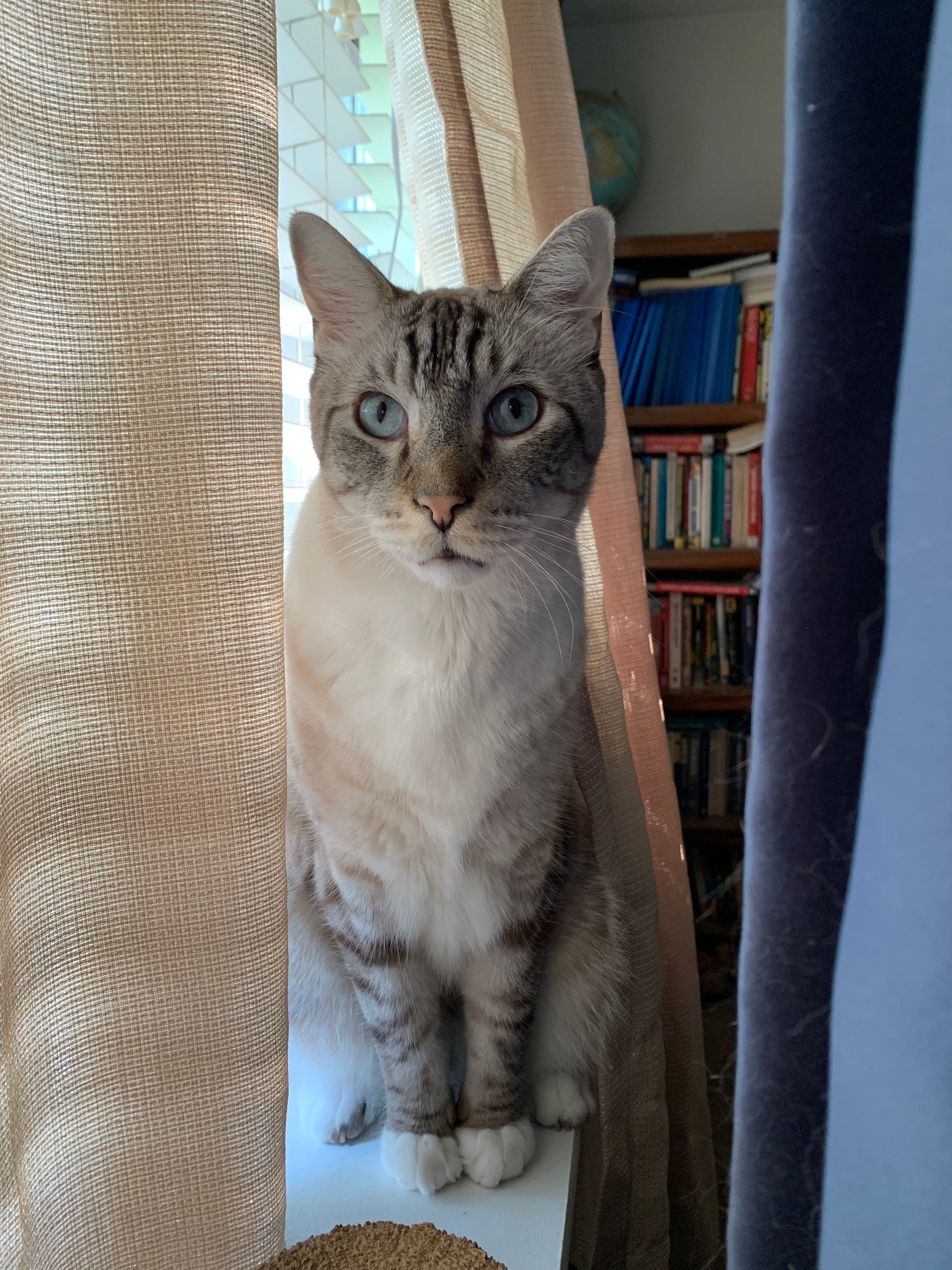 LOST Grey & White kitty