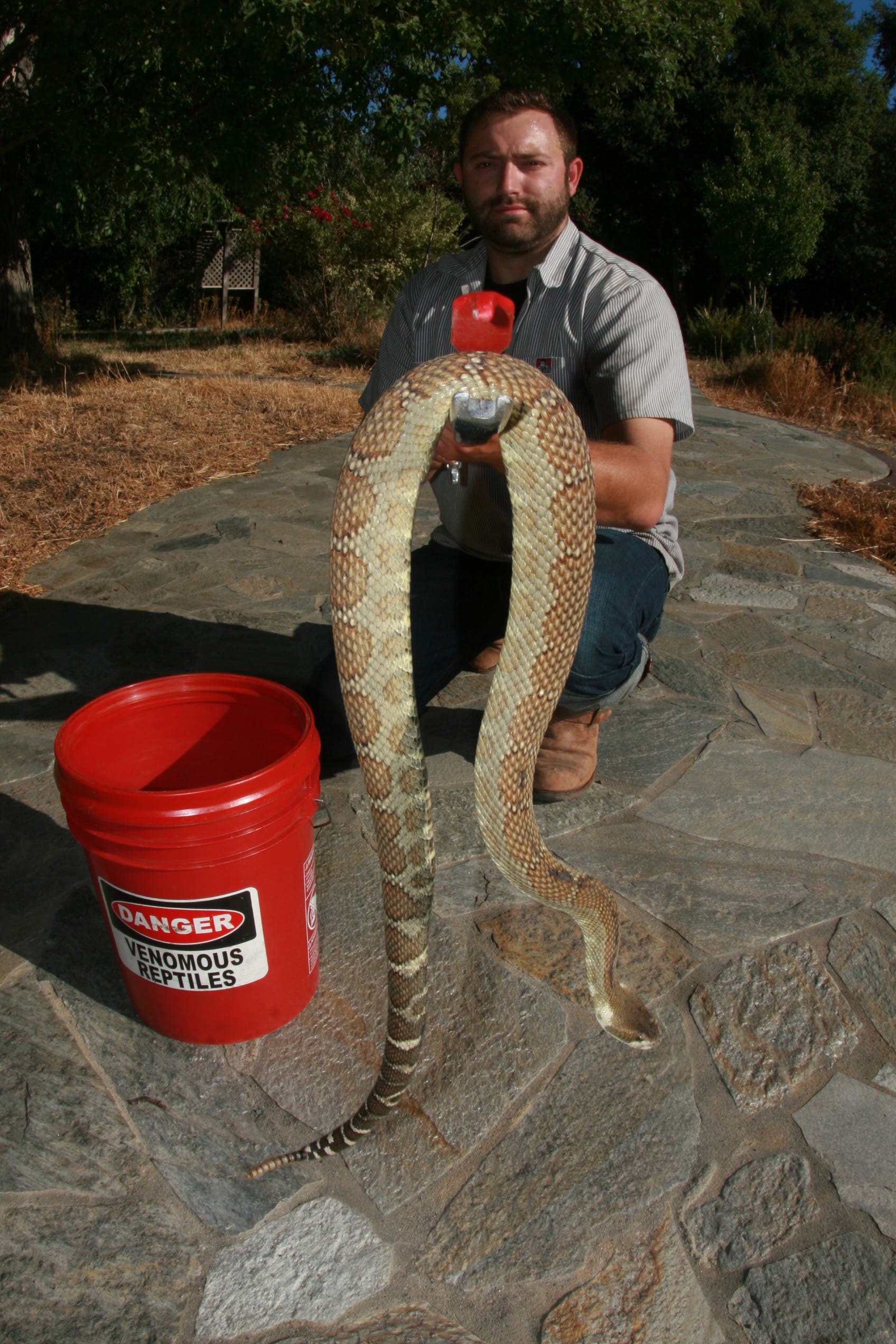 Rattlesnake activity on the rise in the Bay Area. What you need to know. 