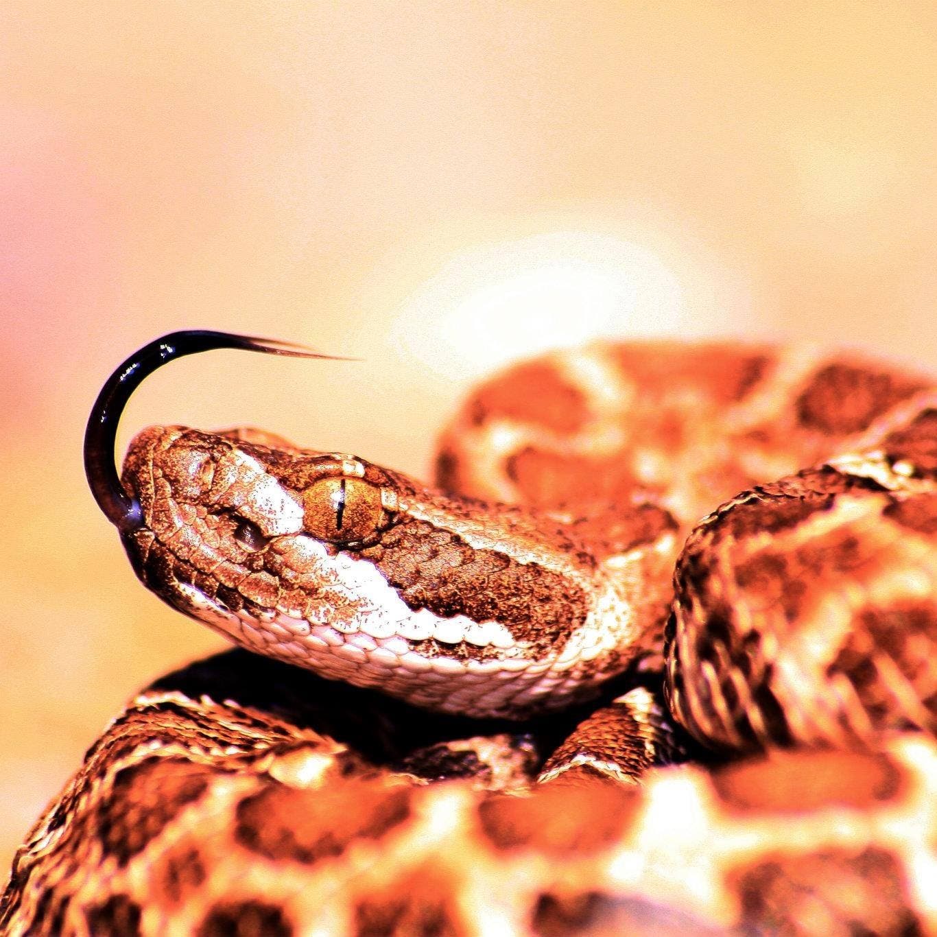 Baby rattlesnake season has arrived, marking the second peak of rattlesnake activity in California
