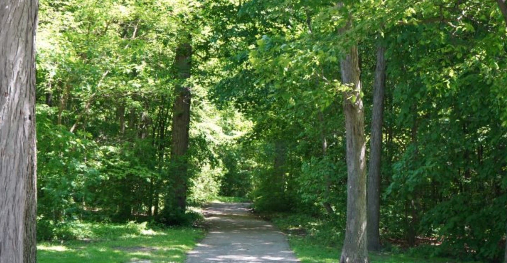 Dusk to Dark Forest Therapy Walk