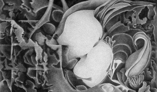 ArtSpace: Inspired by Nature— An Imaginative Drawing Workshop (Online with Erica Beade)