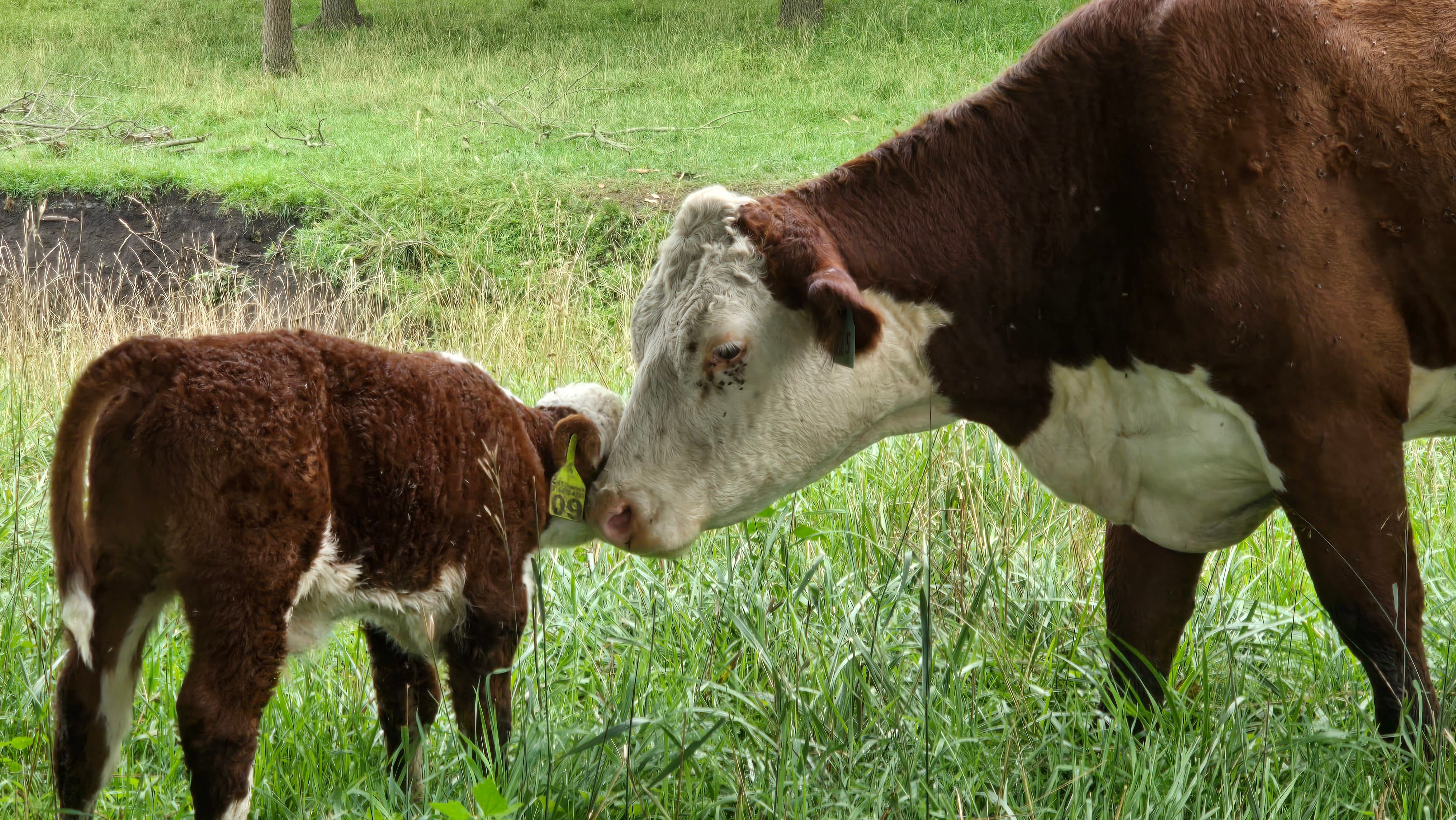 Fresh Home Grown Beef