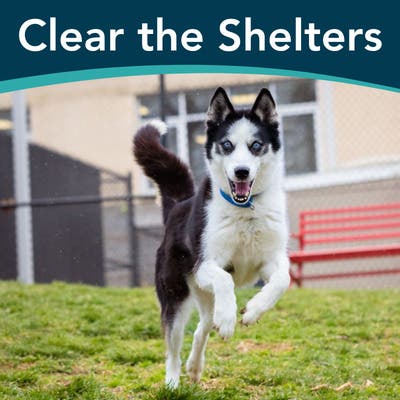 Clear the Shelters