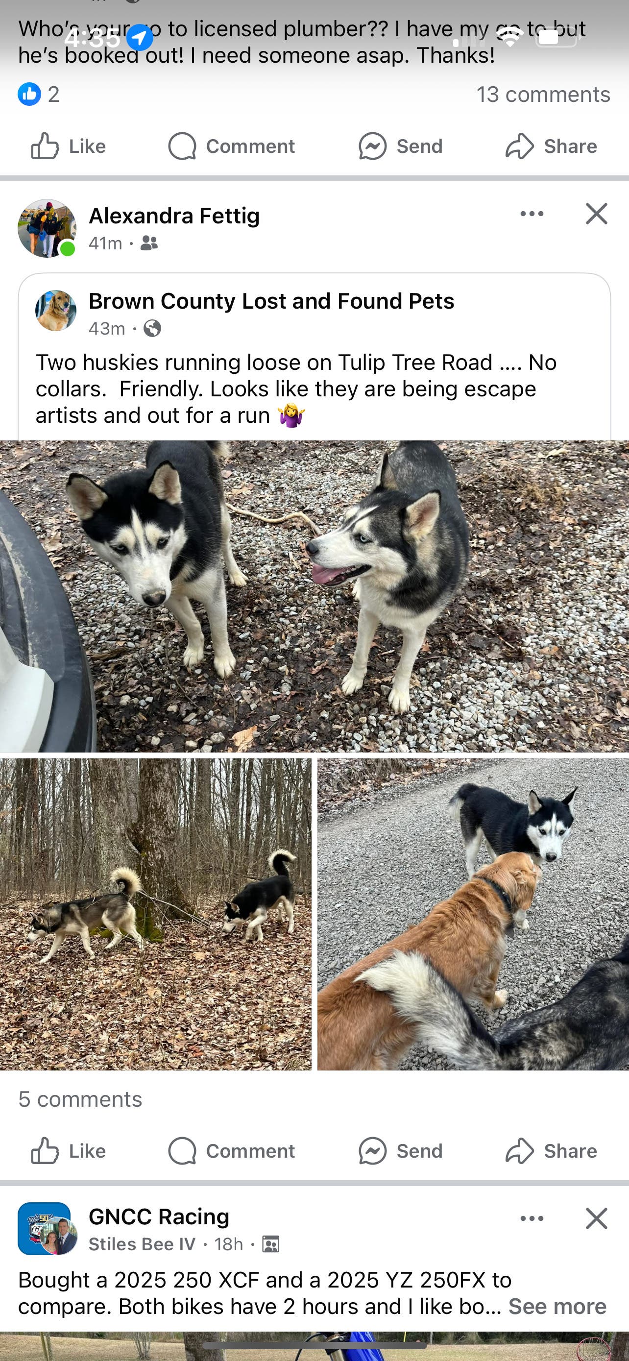 Dogs-Siberian Huskies 