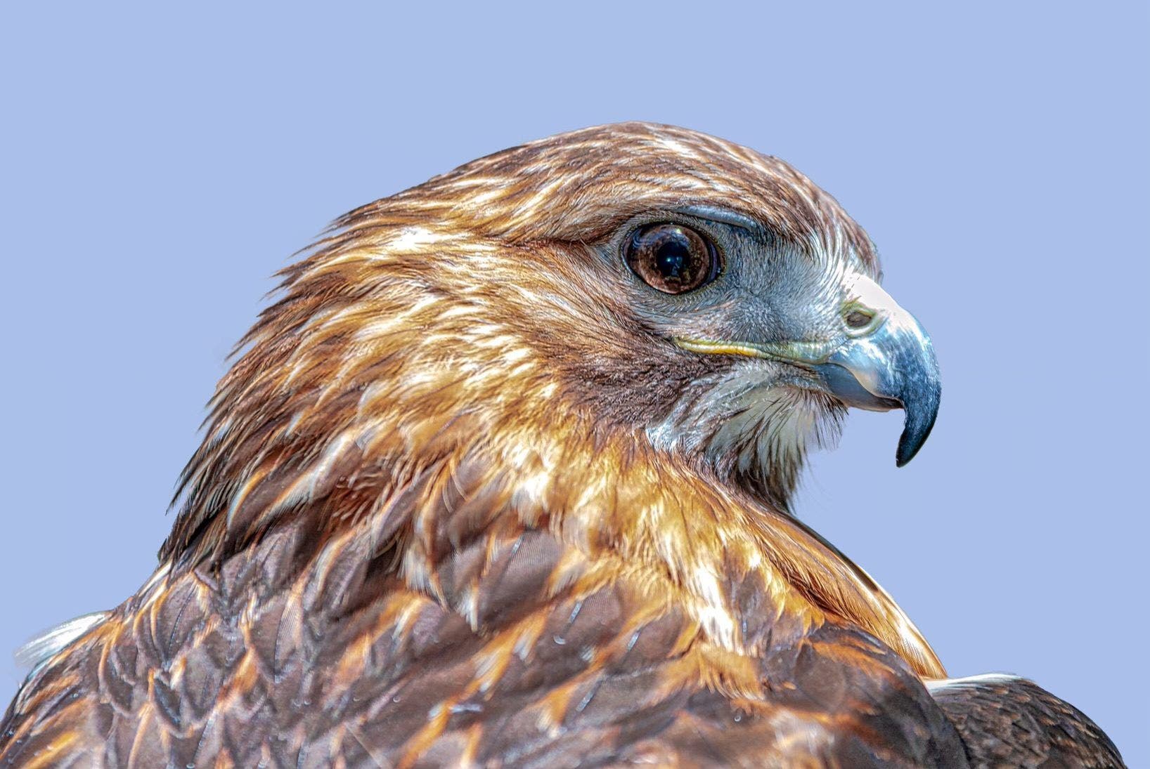 Birds of Prey at the South Fork Natural History Museum and Nature Center with Evelyn Alexander Wildl
