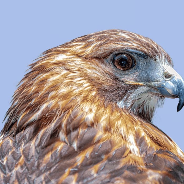 Birds of Prey at LVIS Fair in East Hampton with Evelyn Alexander Wildlife Rescue Center
