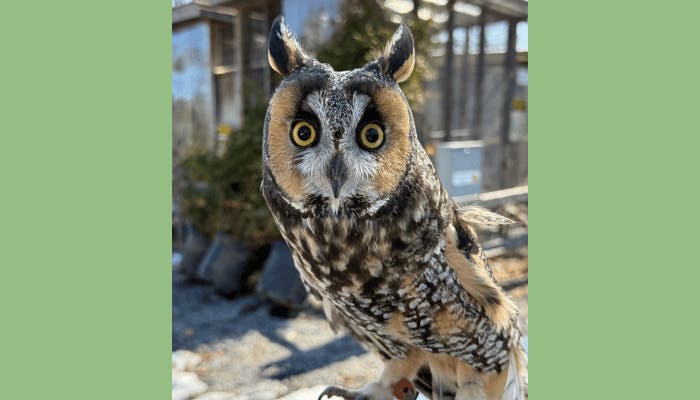 Evelyn Alexander Wildlife Rescue Center Hosts "Raptors in the Garden" at Landcraft Garden Foundation