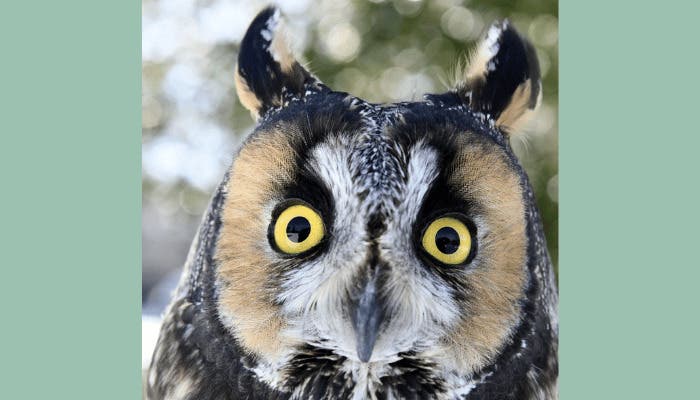 The Birds Are Back: Marders Welcomes Birds of Prey from the Evelyn Alexander Wildlife Rescue Center