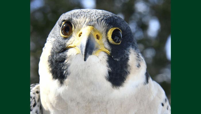 Evelyn Alexander Wildlife Rescue Center Presents Birds of Prey at Marders