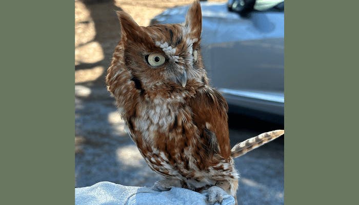 Evelyn Alexander Wildlife Rescue Center to Host Owl Meet & Greet at Provisions in Sag Harbor on Octo