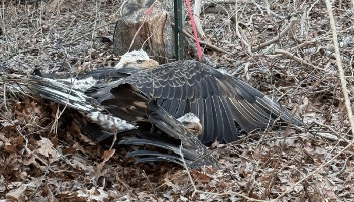 Evelyn Alexander Wildlife Rescue Center to Host Virtual Rescue Transport Volunteer Training Class on