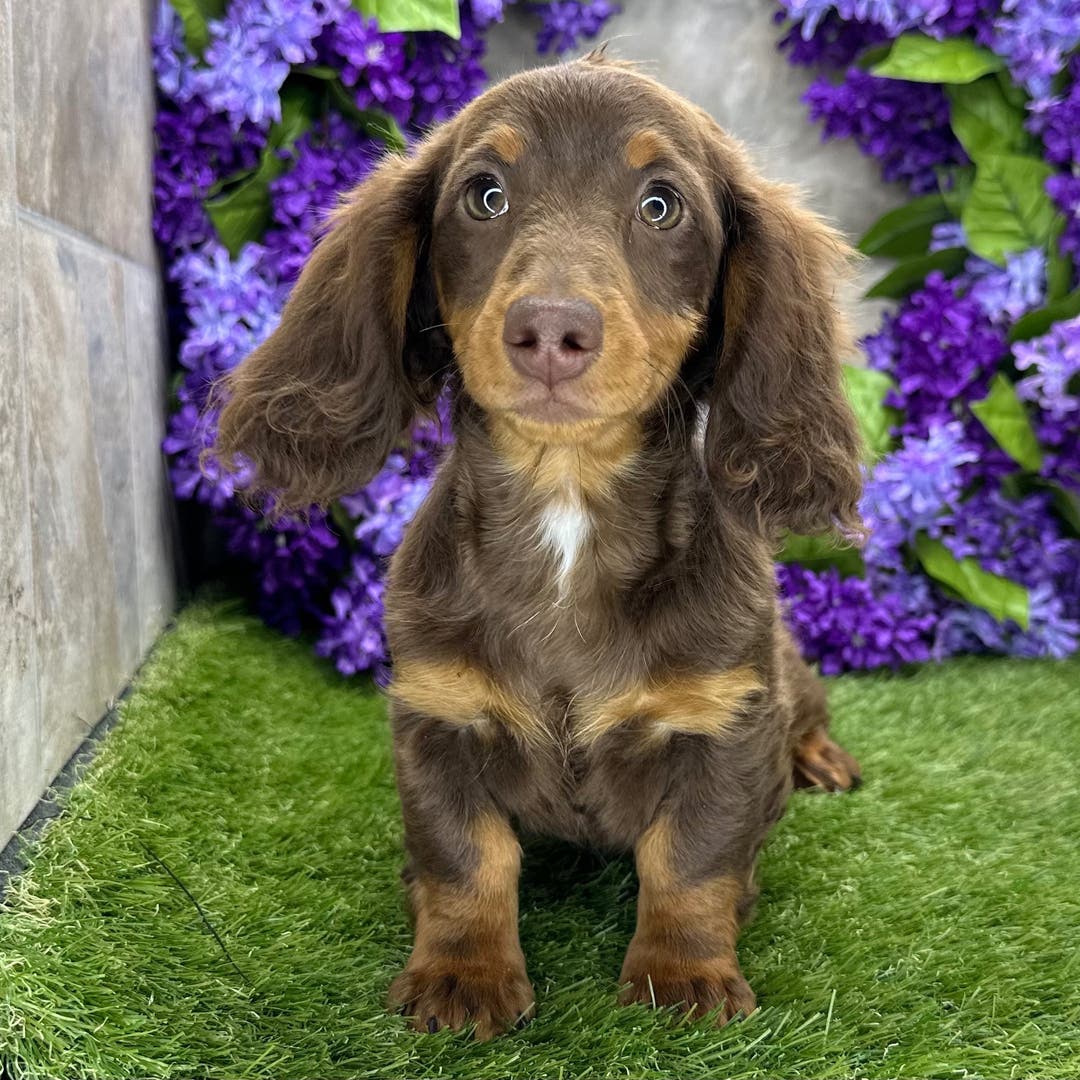 Urgent Rehoming 