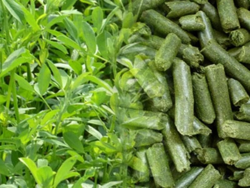 Grass Pellet Production Line for Sustainable Feed and Biomass Processing