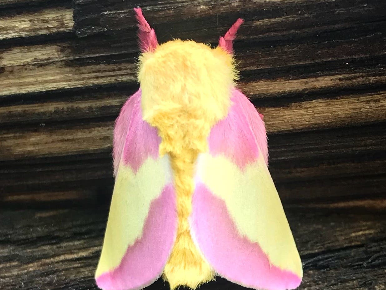 Moth Lighting 