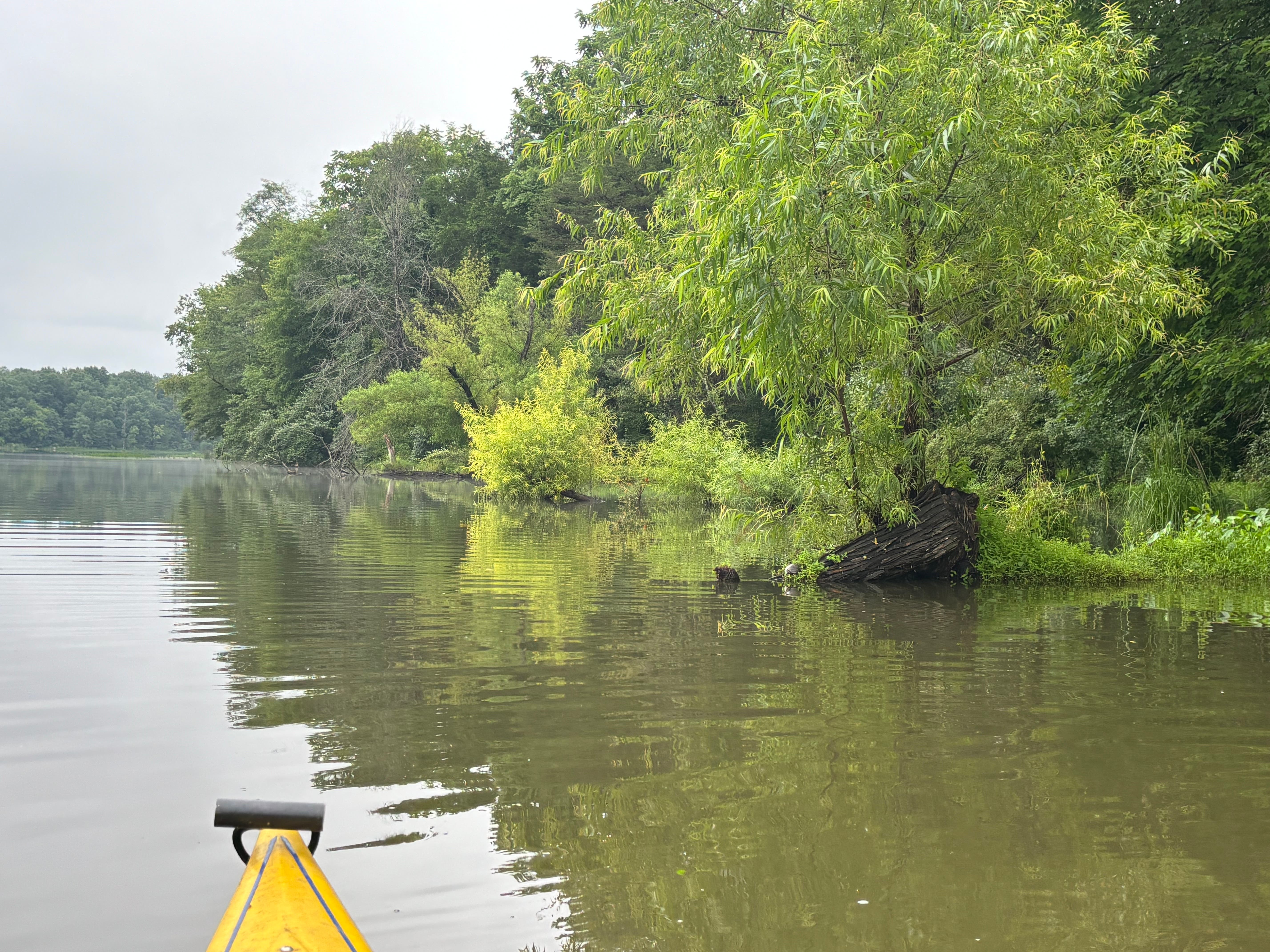 🚣 Kayak Nature Immersion: A Sensory Experience on the Water 💧
