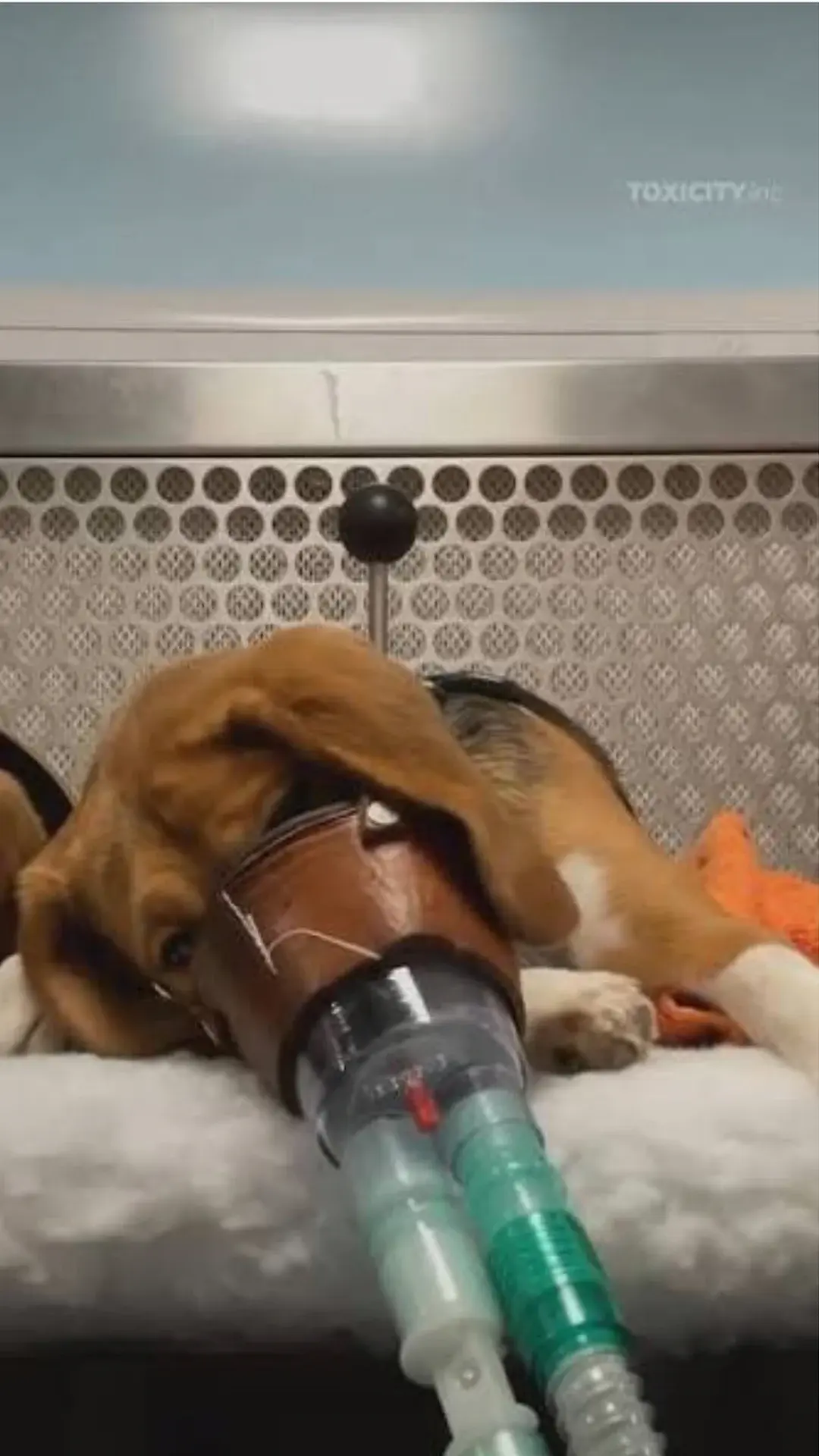 Beagle Testing Protest in Worcester on the 30th, noon-4, 55 Union Street