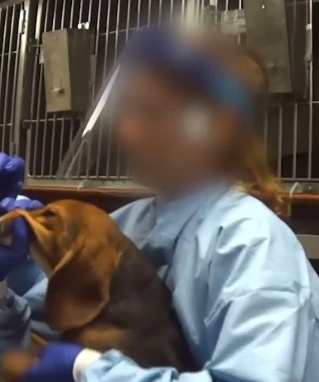Protest of Charles River Laboratories Canine Toxicity Testing