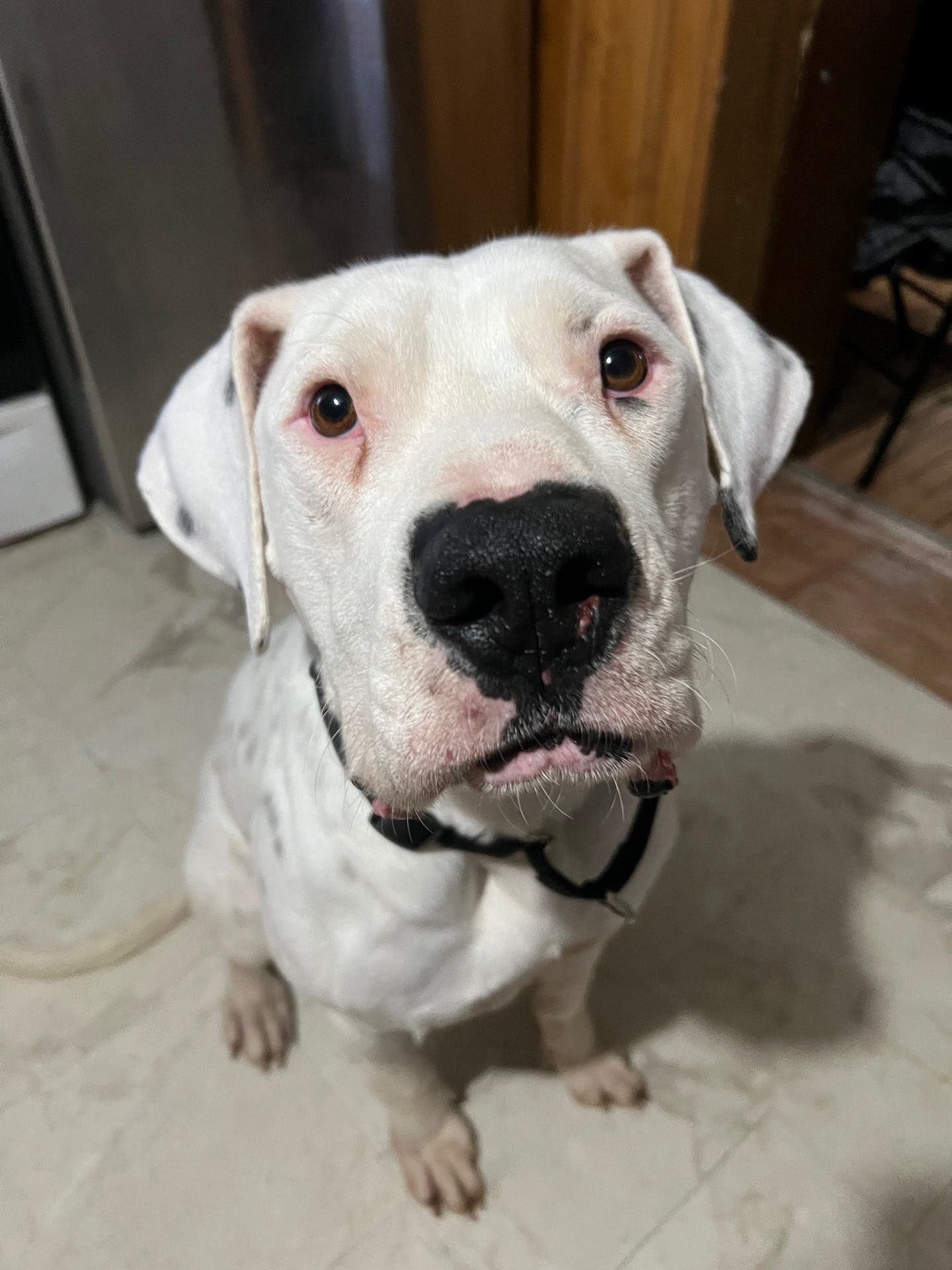 From Southern Stray to NY Star: Help Ox Win Big!